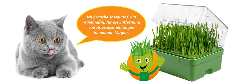 Im Online-Shop bestellen - Joschuas Grün zur Entfernung von Haaransammlungen im Magen Katzen brauchen Joschuas Grün regelmäßig für die Entfernung von Haaransammlungen im Magen